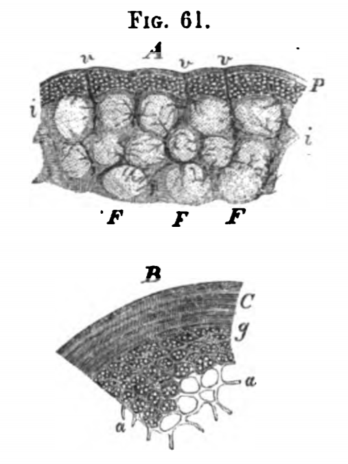 Image by Virchow, of sections through the cortical substance of human mesenteric glands.