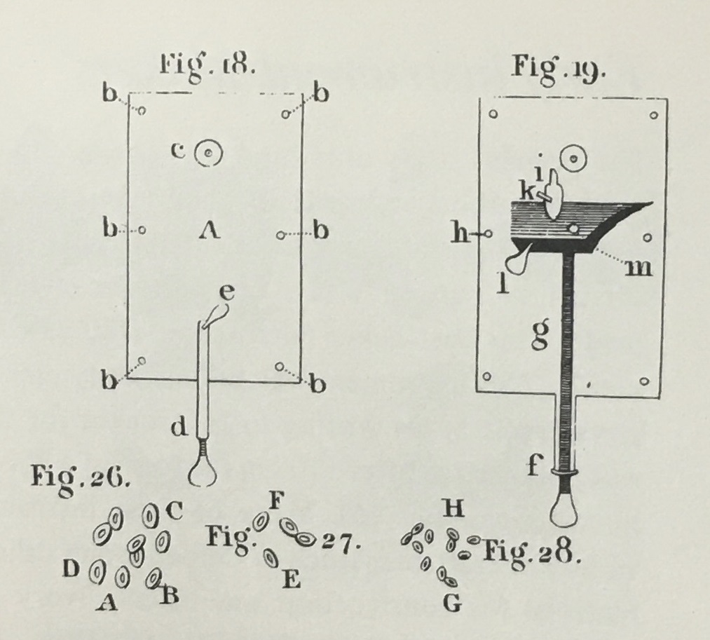 Image by van Leeuwenhoek of red blood cells examined under a microscope.